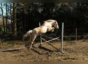 Welsh-B, Stute, 3 Jahre, Palomino