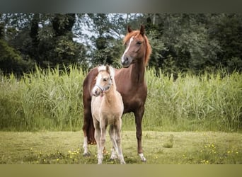 Welsh-B, Stute, 3 Jahre, Palomino