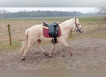 Welsh-B, Stute, 3 Jahre, Palomino