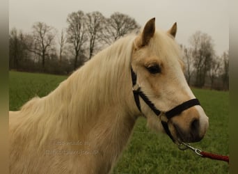 Welsh-B, Stute, 3 Jahre, Palomino