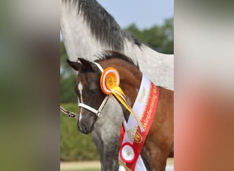 Welsh-B, Stute, 3 Jahre, Roan-Blue