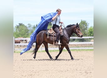 Welsh-B Mix, Stute, 3 Jahre, Rotbrauner