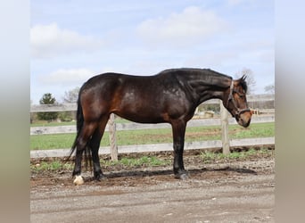 Welsh-B Mix, Stute, 3 Jahre, Rotbrauner