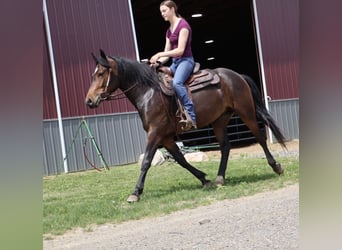 Welsh-B Mix, Stute, 3 Jahre, Rotbrauner