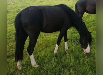 Welsh-B, Stute, 4 Jahre, 120 cm