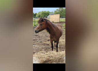 Welsh-B, Stute, 4 Jahre, 121 cm, Brauner
