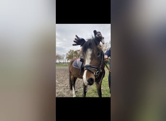 Welsh-B, Stute, 4 Jahre, 121 cm, Brauner
