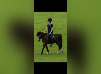 Welsh-B, Stute, 4 Jahre, 121 cm, Brauner