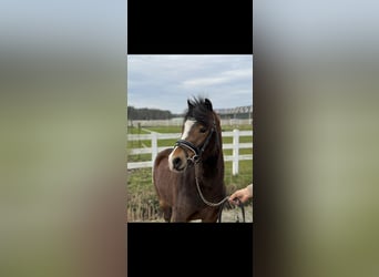 Welsh-B, Stute, 4 Jahre, 121 cm, Brauner