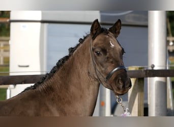 Welsh-B, Stute, 4 Jahre, 125 cm