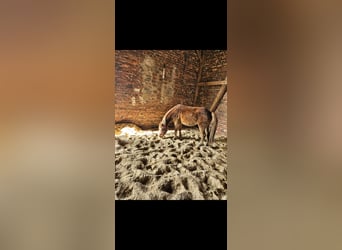 Welsh-B, Stute, 4 Jahre, 125 cm, Fuchs