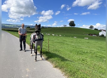 Welsh-B, Stute, 4 Jahre, 127 cm, Roan-Bay