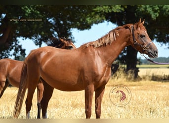 Welsh-B, Stute, 4 Jahre, 128 cm, Fuchs