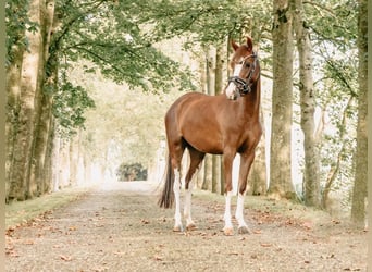 Welsh-B, Stute, 4 Jahre, 129 cm, Dunkelfuchs