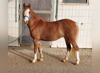 Welsh-B, Stute, 4 Jahre, 130 cm, Fuchs