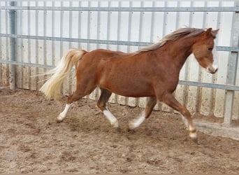 Welsh-B, Stute, 4 Jahre, 130 cm, Fuchs