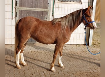 Welsh-B, Stute, 4 Jahre, 130 cm, Fuchs