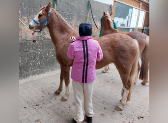 Welsh-B, Stute, 4 Jahre, 130 cm, Fuchs