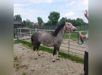 Welsh-B, Stute, 4 Jahre, 130 cm, Rotschimmel