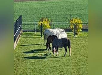 Welsh-B, Stute, 4 Jahre, 130 cm, Rotschimmel