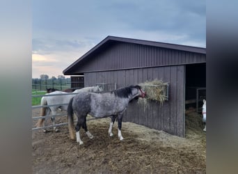 Welsh-B, Stute, 4 Jahre, 130 cm, Rotschimmel