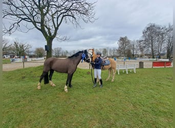 Welsh-B, Stute, 4 Jahre, 131 cm, Rappe