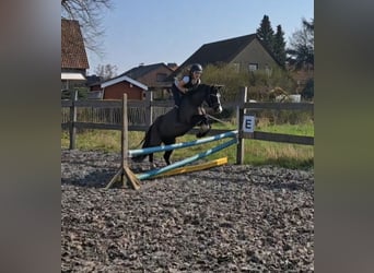 Welsh-B, Stute, 4 Jahre, 131 cm, Rappe