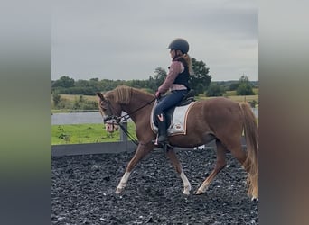 Welsh-B, Stute, 4 Jahre, 132 cm, Fuchs