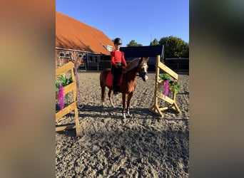 Welsh-B, Stute, 4 Jahre, 134 cm, Fuchs