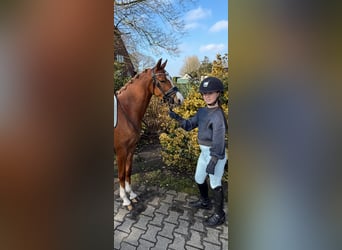 Welsh-B, Stute, 4 Jahre, 135 cm, Fuchs