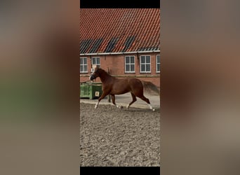 Welsh-B, Stute, 4 Jahre, 135 cm, Fuchs