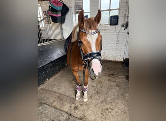 Welsh-B, Stute, 4 Jahre, 135 cm, Fuchs