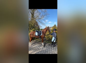 Welsh-B, Stute, 4 Jahre, 135 cm, Fuchs