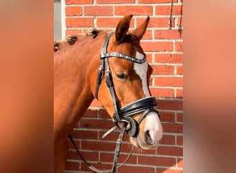 Welsh-B, Stute, 4 Jahre, 135 cm, Fuchs