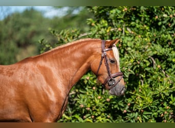 Welsh-B, Stute, 4 Jahre, 136 cm, Fuchs