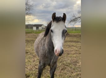 Welsh-B, Stute, 4 Jahre, 136 cm, Schimmel