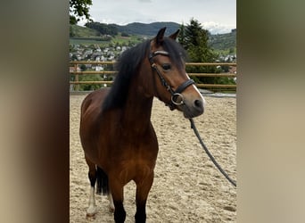 Welsh-B, Stute, 5 Jahre, 124 cm, Brauner