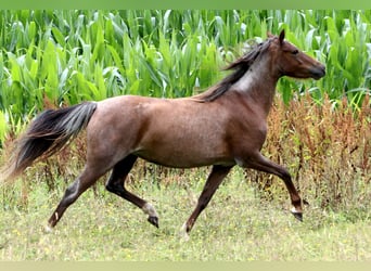Welsh-B, Stute, 5 Jahre, 125 cm, Roan-Red