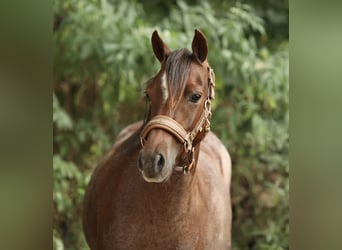 Welsh-B, Stute, 5 Jahre, 125 cm, Roan-Red