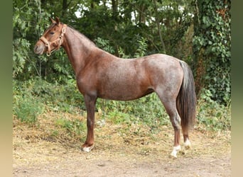 Welsh-B, Stute, 5 Jahre, 125 cm, Roan-Red