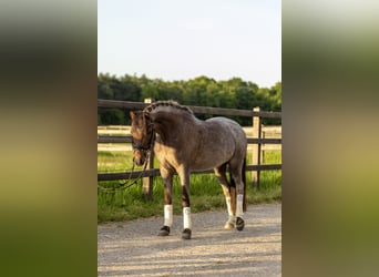 Welsh-B, Stute, 5 Jahre, 126 cm, Roan-Red