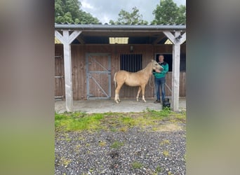 Welsh-B, Stute, 5 Jahre, 127 cm, Palomino