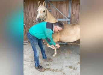 Welsh-B, Stute, 5 Jahre, 127 cm, Palomino