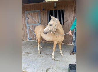 Welsh-B, Stute, 5 Jahre, 127 cm, Palomino