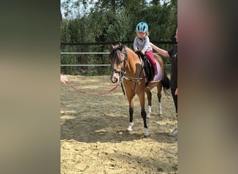 Welsh-B, Stute, 5 Jahre, 130 cm, Brauner