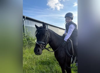 Welsh-B, Stute, 5 Jahre, 133 cm, Rappe