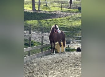 Welsh-B, Stute, 5 Jahre, 134 cm, Dunkelfuchs