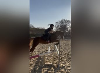 Welsh-B, Stute, 5 Jahre, 134 cm, Dunkelfuchs