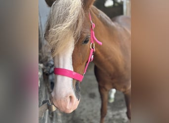 Welsh-B, Stute, 5 Jahre, 134 cm, Dunkelfuchs