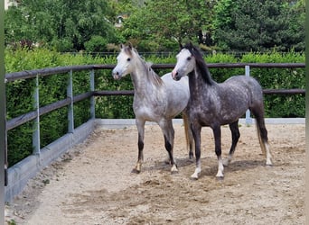 Welsh-B, Stute, 5 Jahre, 135 cm, Schimmel